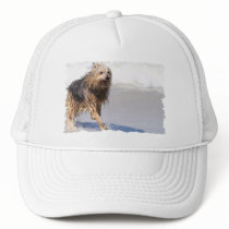 Dog - Joy of the Surf