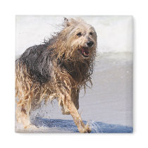 Dog - Joy of the Surf