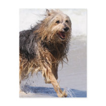 Dog - Joy of the Surf