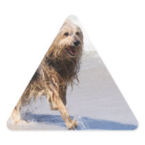 Dog - Joy of the Surf