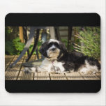 Dog laying on decking in the sun mouse pads