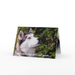 Dog Lookin Upward cards