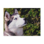 Dog Lookin Upward Post Cards