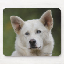 Dog mousepads