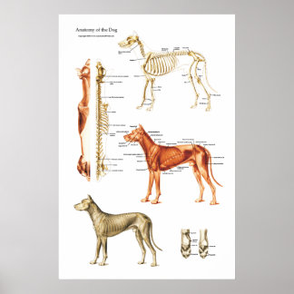 Veterinary Posters | Zazzle.co.uk