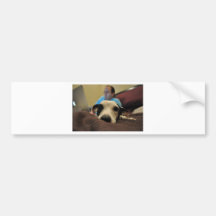 Dog Nose Bumper Stickers