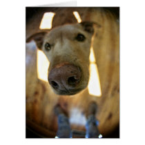 Dog Nose Customisable Card
