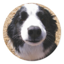 Dog Nose Envelope Seals
