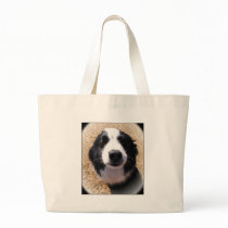 Dog Nose Photo