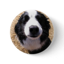 Dog Nose Photo