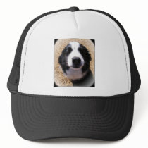 Dog Nose Photo