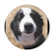 Dog Nose Photo Magnets