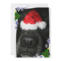 Dog Nose Wearing Santa hat, black lab mix