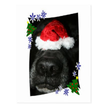 Dog Nose Wearing Santa hat, black lab mix Postcard