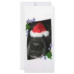Dog Nose Wearing Santa hat, black lab mix rack cards