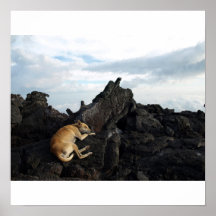 Dog on a Volcano Print