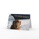 Dog on the Dock in Dutch Harbour, Alaska cards