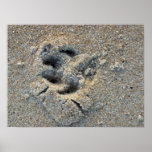 Dog Paw print in the sand Poster