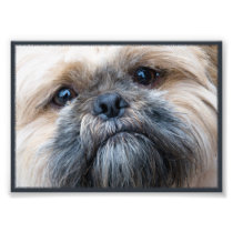 Dog photo Terrier