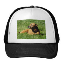 dog,pitbull/boxer mix mesh hat