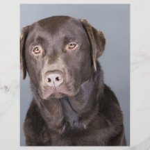 dog portrait flyer design