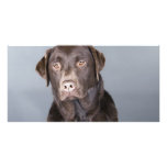 dog portrait photo cards