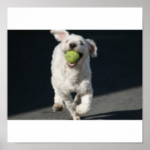 dog posters