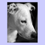 Dog Print posters