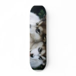 Dog Puppy Board skateboards