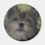 Dog Refrigerator Magnet