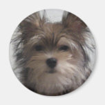 Dog Refrigerator Magnets