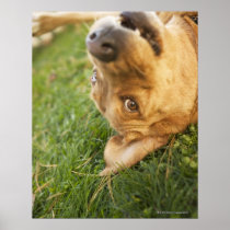 Dog rolling on back posters