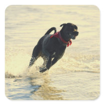 Dog running in water stickers