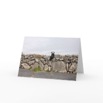 Dog sitting on a traditional Irish stone wall on Cards