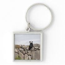 Dog sitting on a traditional Irish stone wall on Key Chain