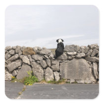 Dog sitting on a traditional Irish stone wall on Stickers
