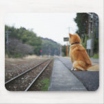 Dog sitting on train station mouse pads