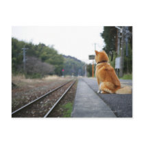 Dog sitting on train station post cards