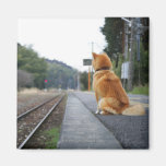 Dog sitting on train station refrigerator magnets