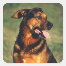 dog square sticker