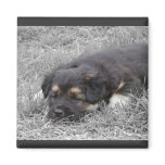 Dog Tired, customisable