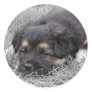 Dog Tired, customisable