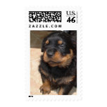 Dog Tired Postage Stamps