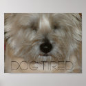 Dog tired posters
