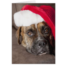 Dog wearing Santa hat Greeting Cards