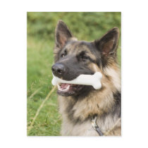 Dog with bone post cards