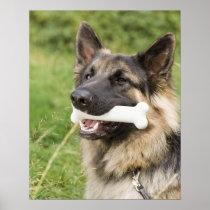 Dog with bone posters