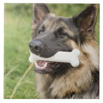 Dog with bone tiles