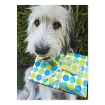 Dog with gift in mouth post cards