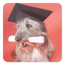 Dog with mortarboard and diploma sticker